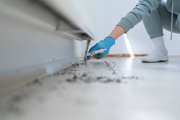 Best Affordable Pest Control Services  in Miami Gardens, FL